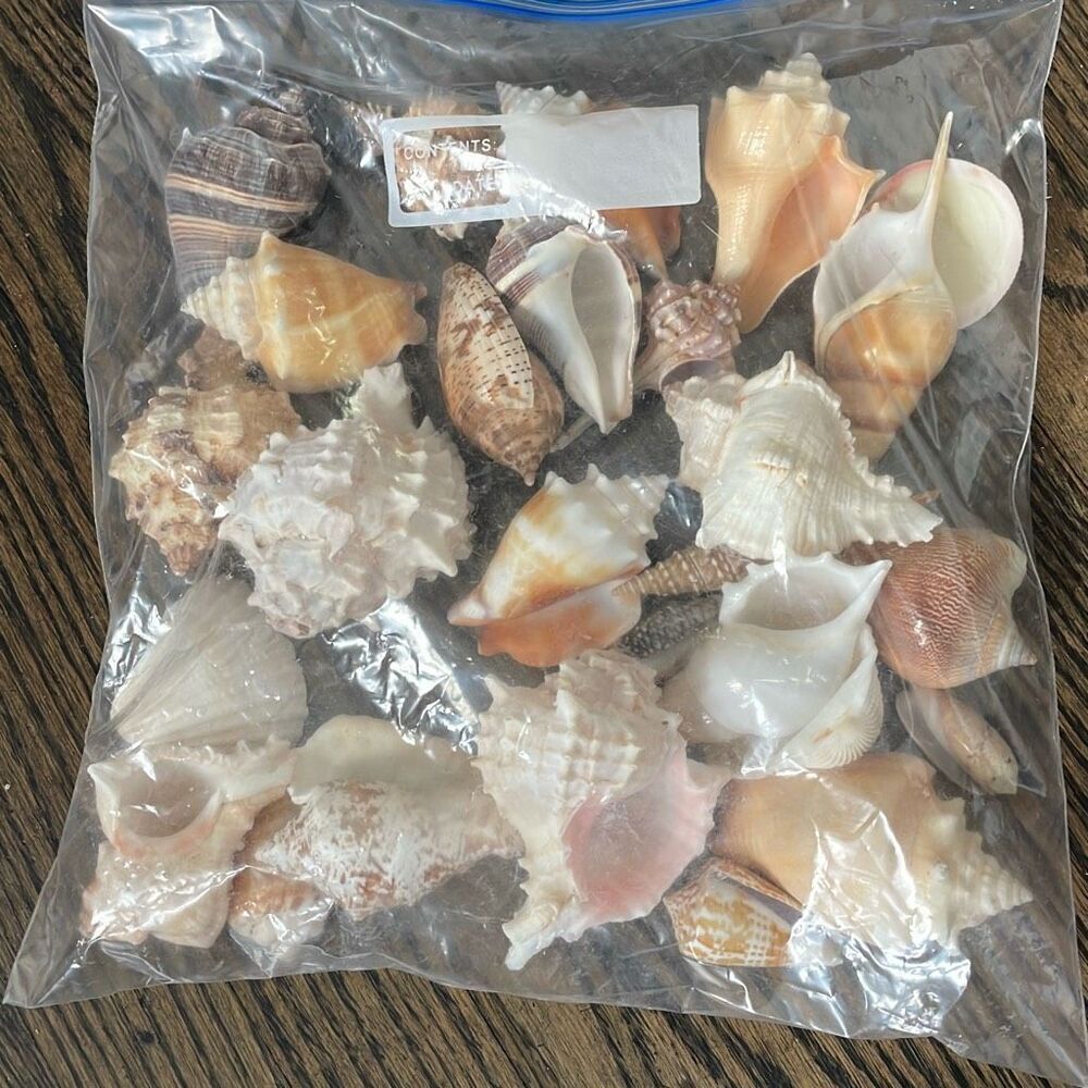 EUC 1.6 lbs Large Seashells - Mixed - Picture 2 of 4